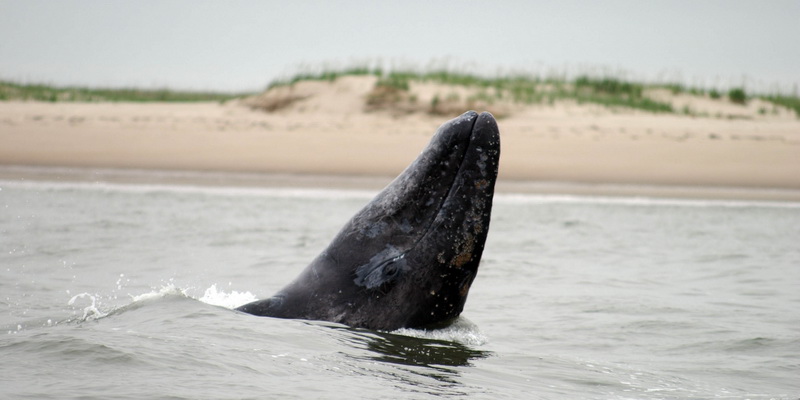 (© Vladimir Potanskiy / WWF-Russia)